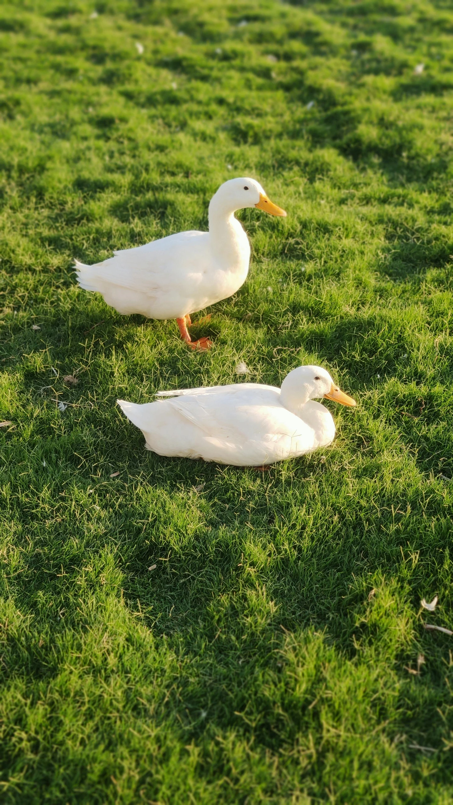 two ducks standing on some green grass in the sunlight