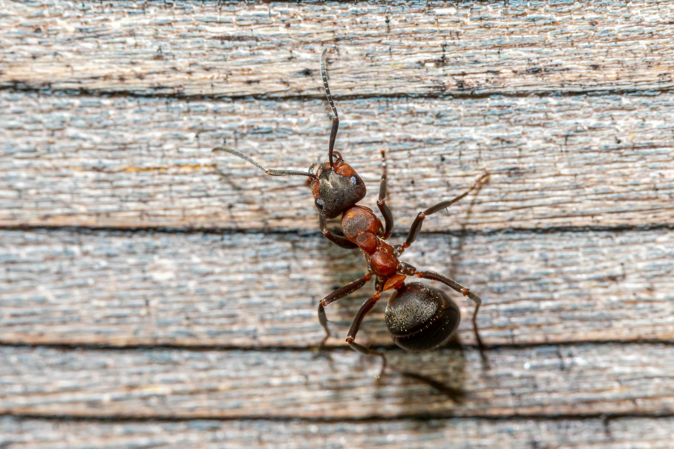 two bugs are standing next to each other on a wooden plank