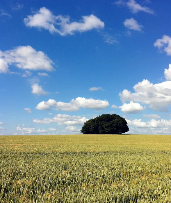 a large field of green grass under a partly cloudy sky