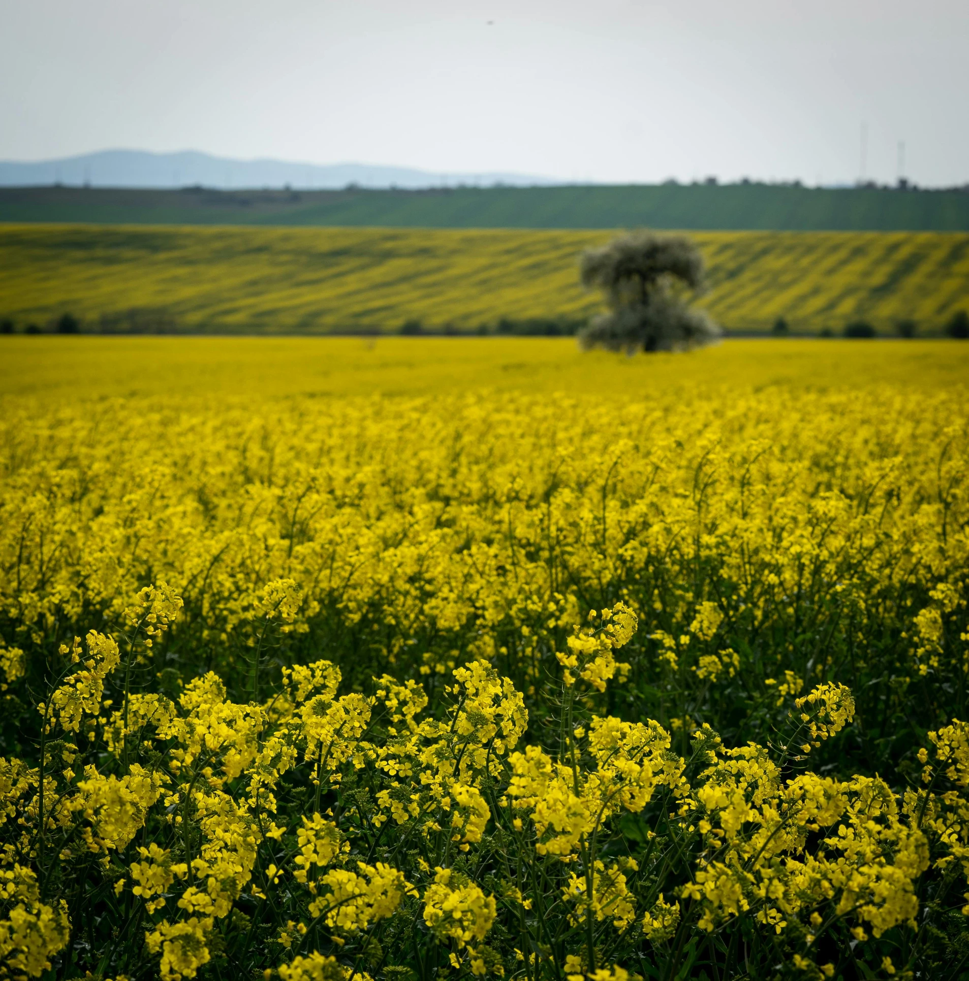 a field full of yellow flowers under a blue sky