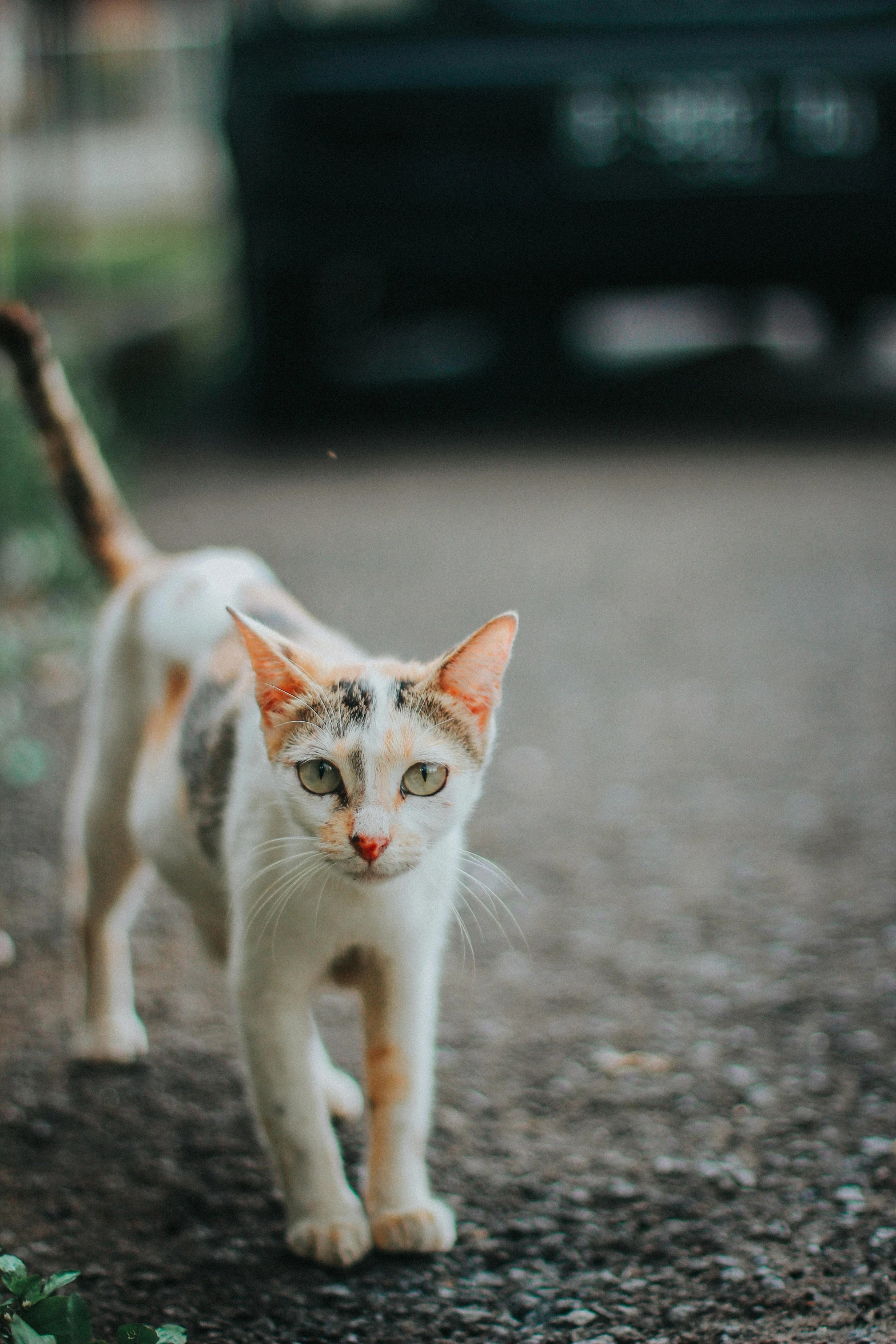 a kitten walks along the road near an old truck