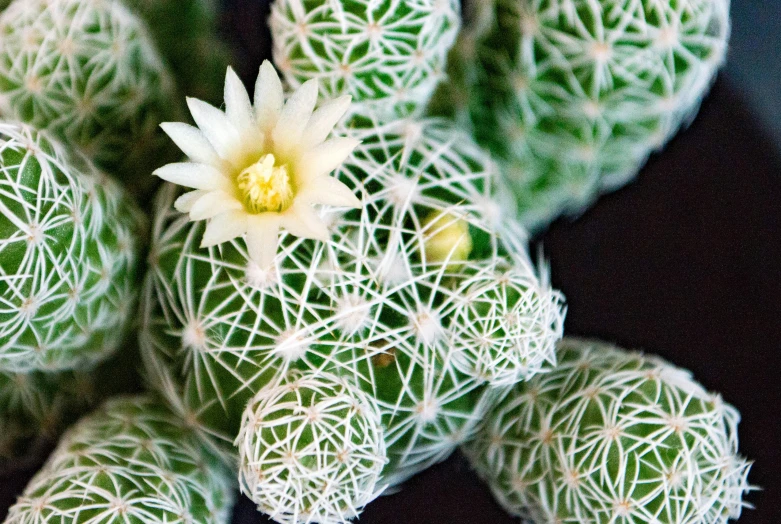 an array of cactus's on a table