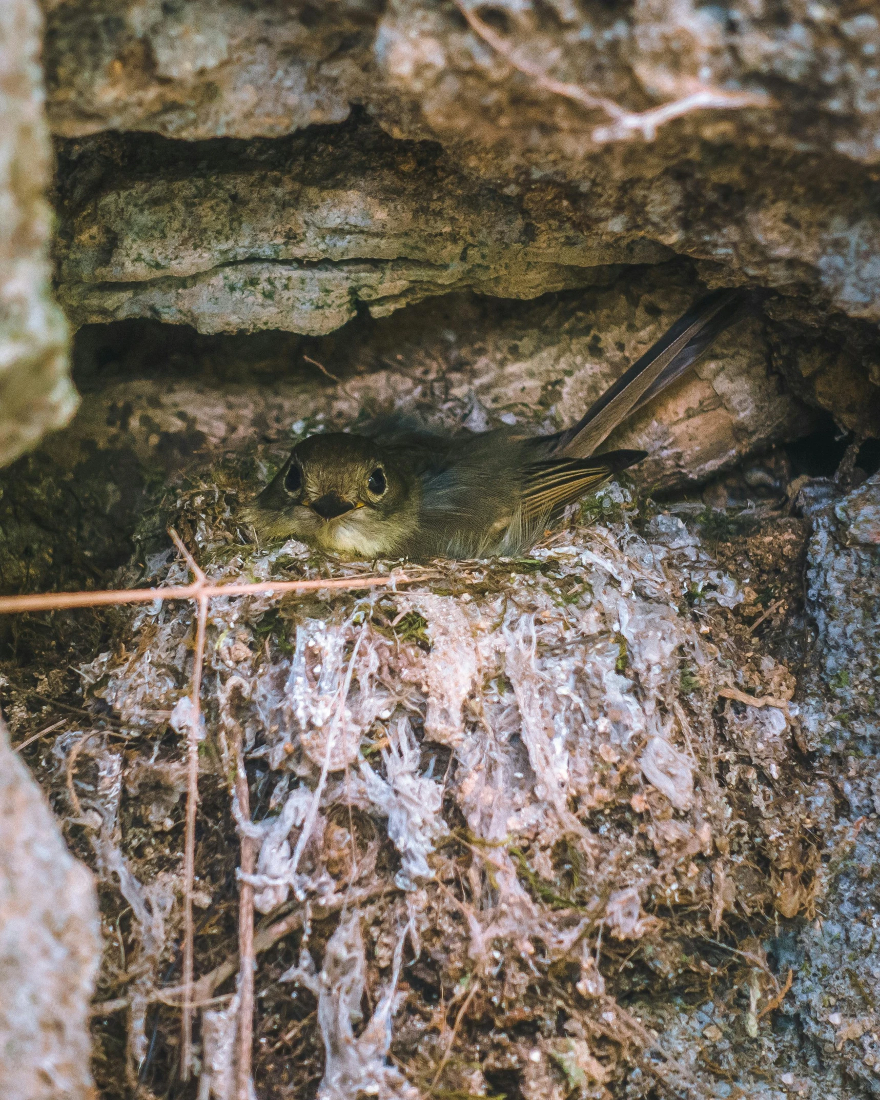 a bird laying on top of a stone wall