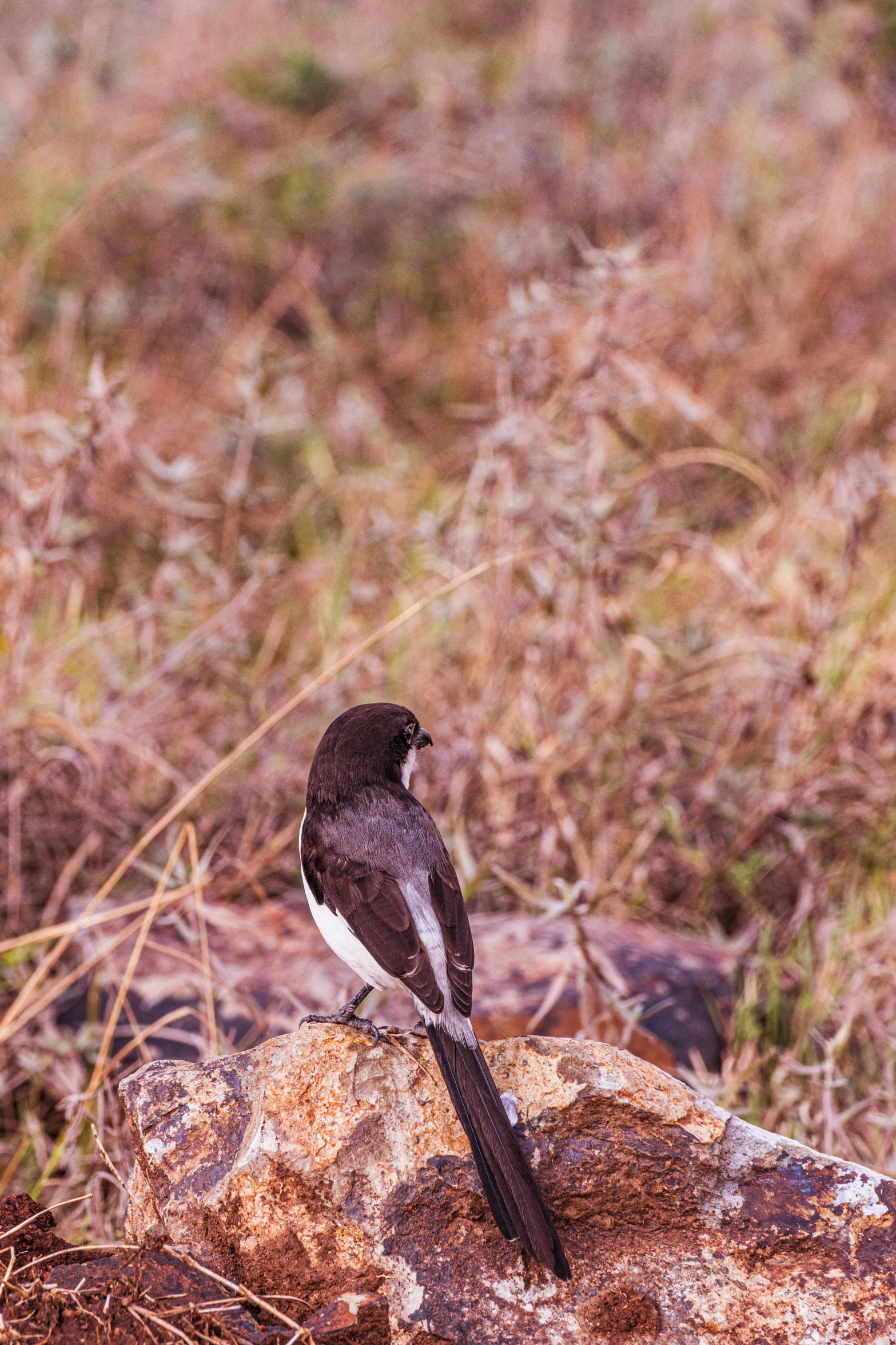 a black bird perched on a rock outside