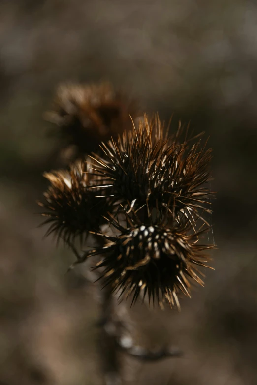thistle seed on top of another plant in the middle of some brush