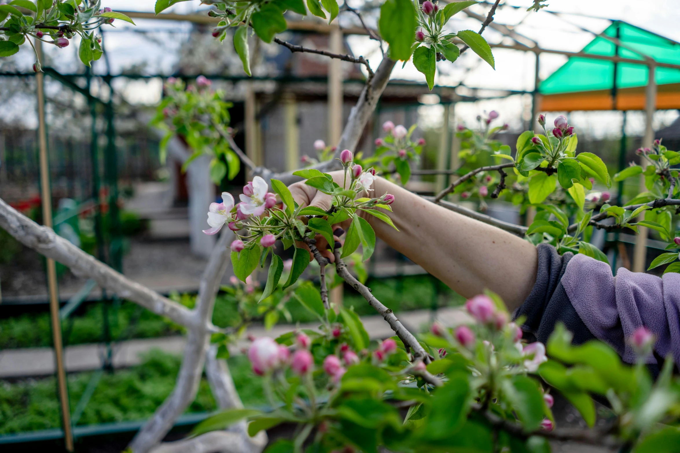 a person holds out their hands to pick a flower