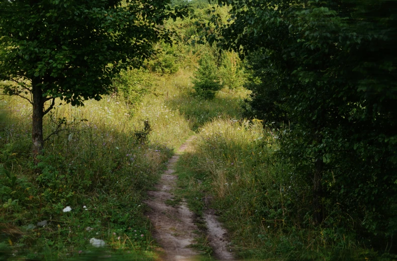 the animals is walking in the bushes near trees