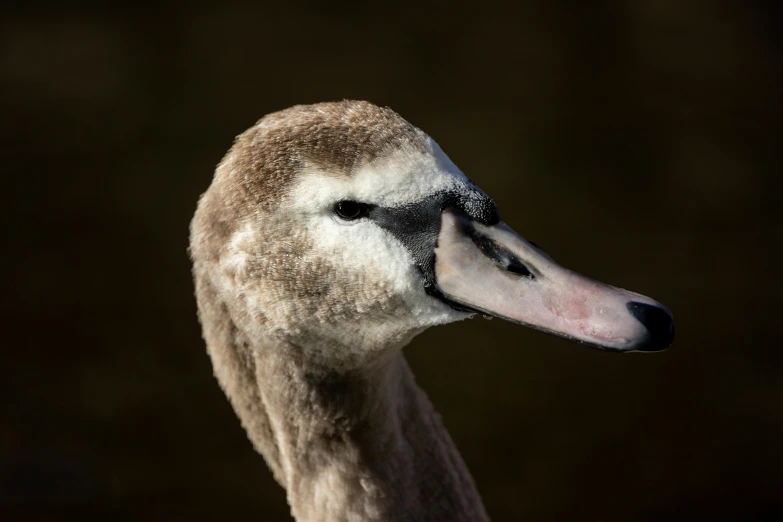 the duck is shown with white and black feathers