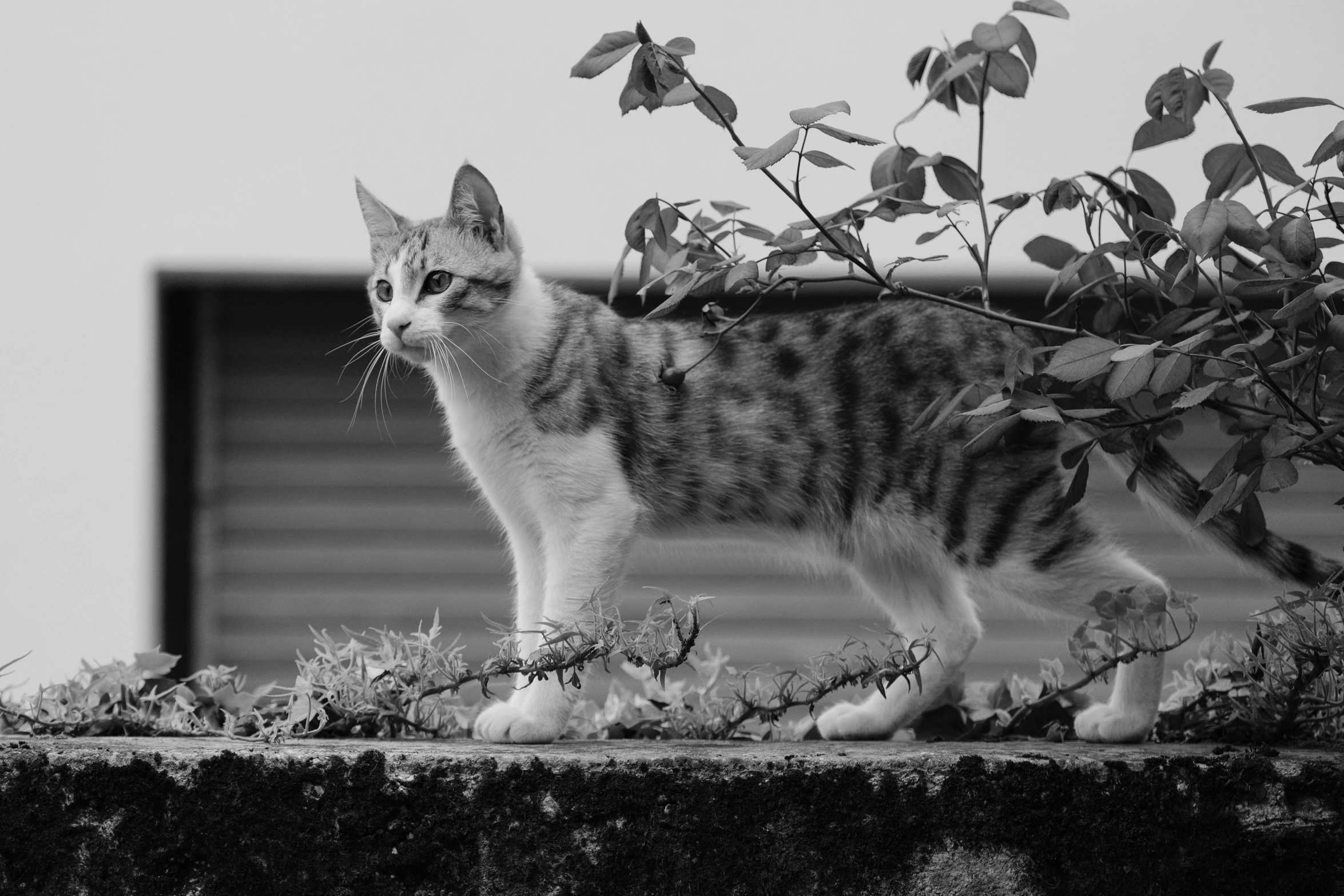 black and white po of small kitten on ledge with leaves