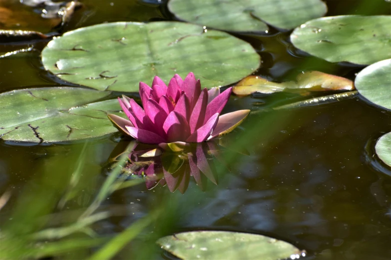 the bright pink flower is floating in the water