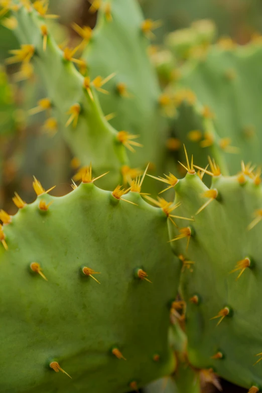 a close up of many green cactus plants