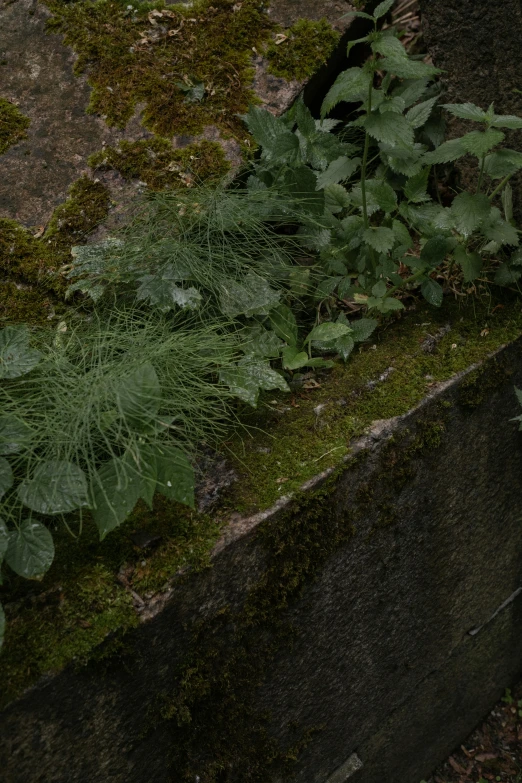 the top part of a stone wall is covered in plants