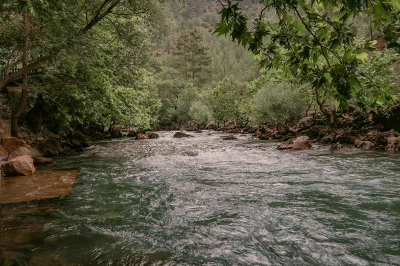 there are some trees growing over the water