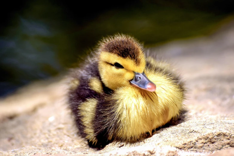 the little duckling looks up from the sand