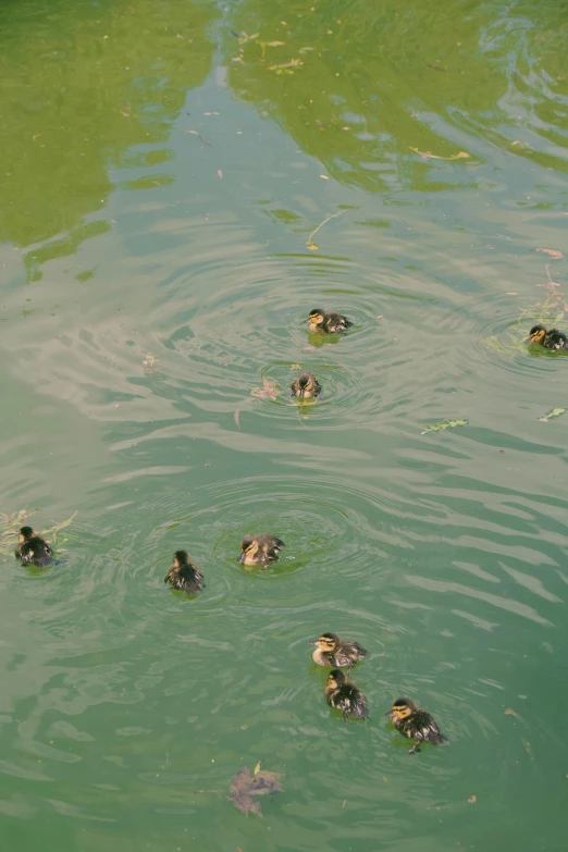 small group of ducks in the water of a lake