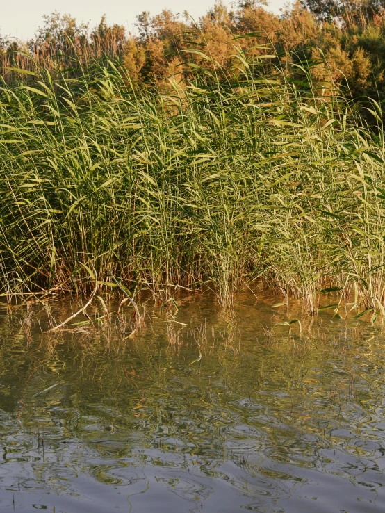 the vegetation by the water is very long