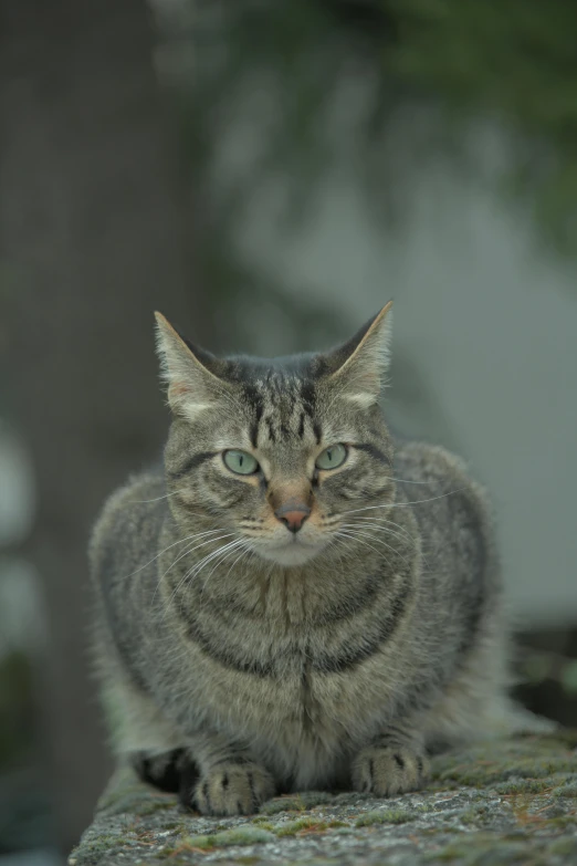 a close - up of a gray cat with an unusual look