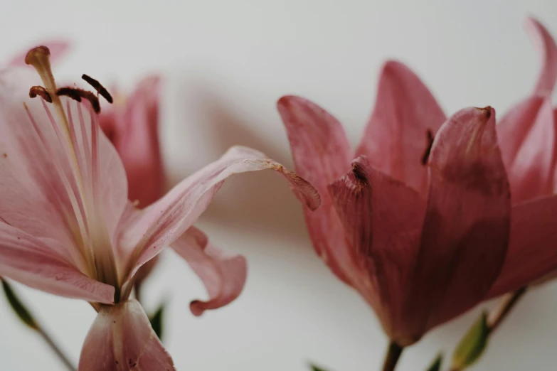 a pair of pink flowers against a white wall