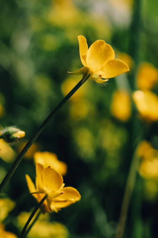 a close up of yellow wildflowers on the grass