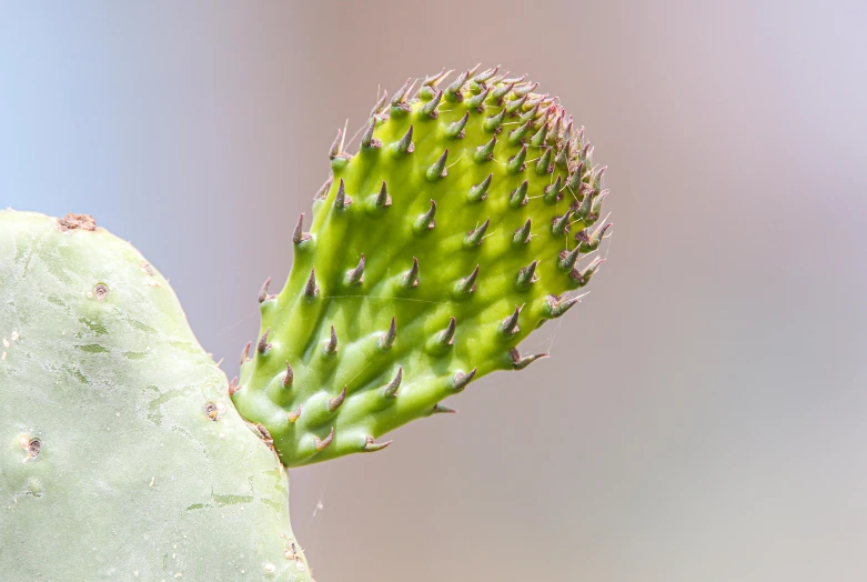 the spines of a small, unripe cactus against a blue sky