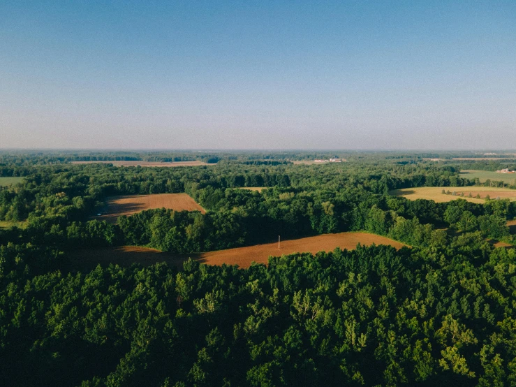 aerial view of a wooded area with large trees