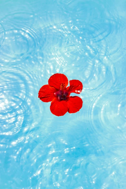 the petals on the flowers are floating in the water