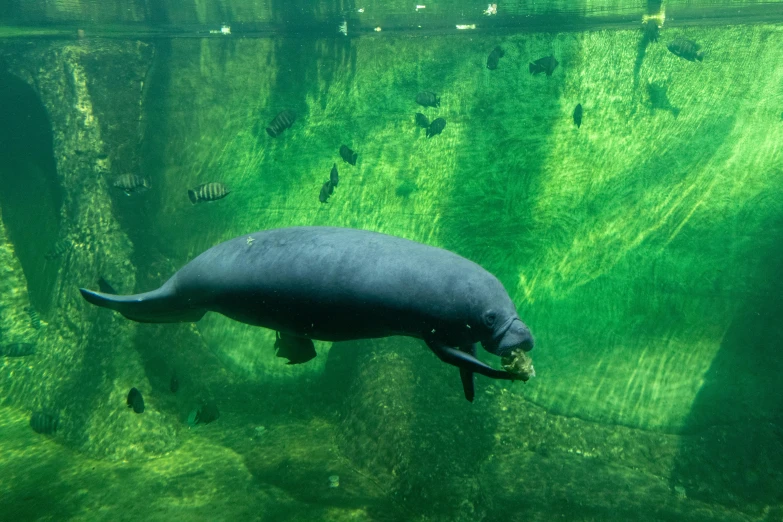 a hippopotamus swimming in an aquarium