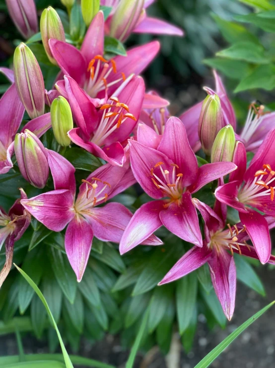 a picture of purple flowers in a garden