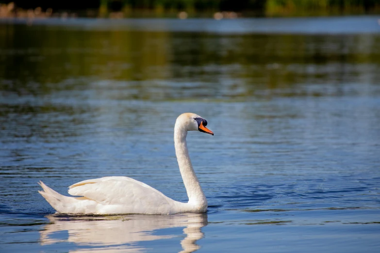 a close up of a body of water with a duck