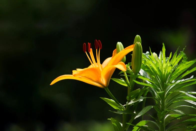 orange flower with green foliage and trees in the background