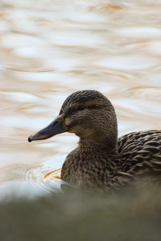 a small duck is floating in a pond