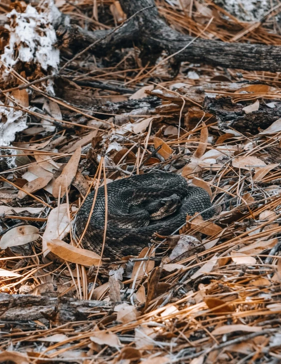 a lizard in the woods next to some snow