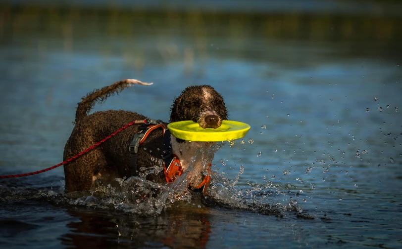 this dog is playing with a frisbee in the water