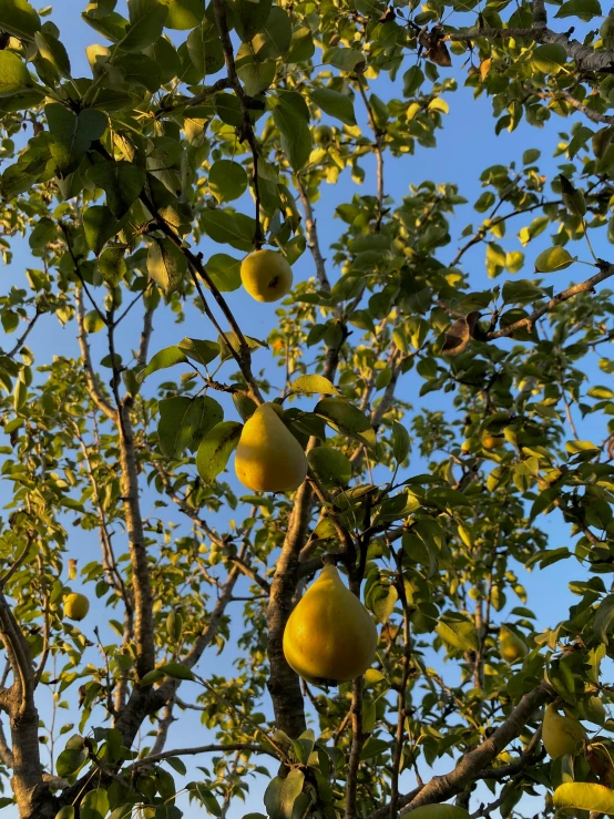 pears growing on a nch in a tree against blue sky