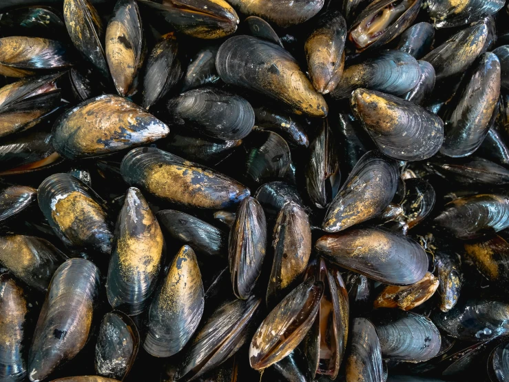 mussels of various sizes are stacked together