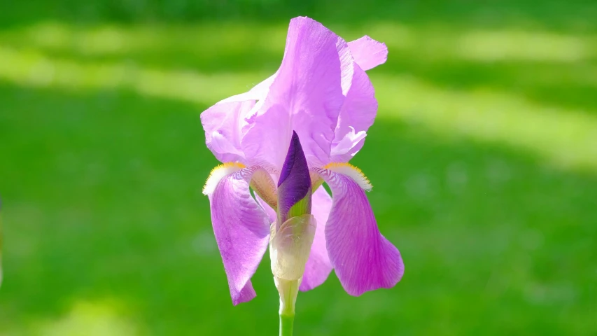 there is a pink flower that has long stem