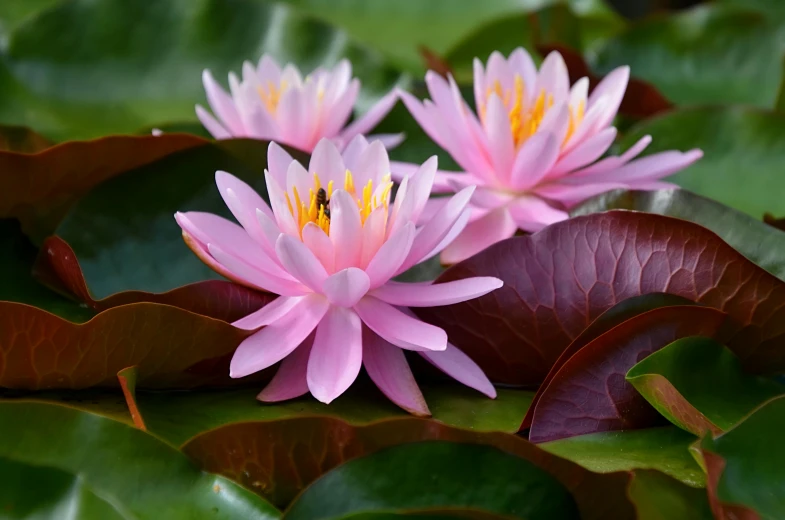 two pink flowers sitting on top of a green leaf covered pond