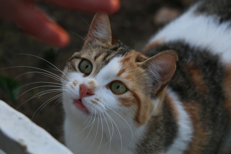 a small cat looking towards soing with its nose open