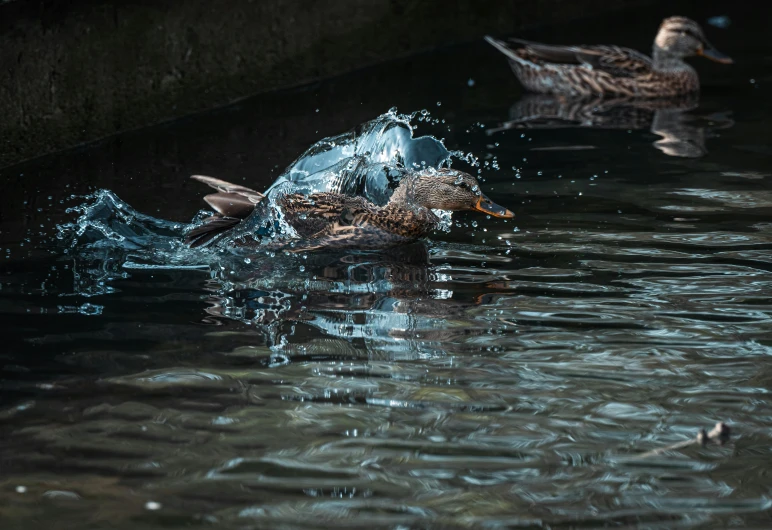 two ducks swimming on top of a body of water