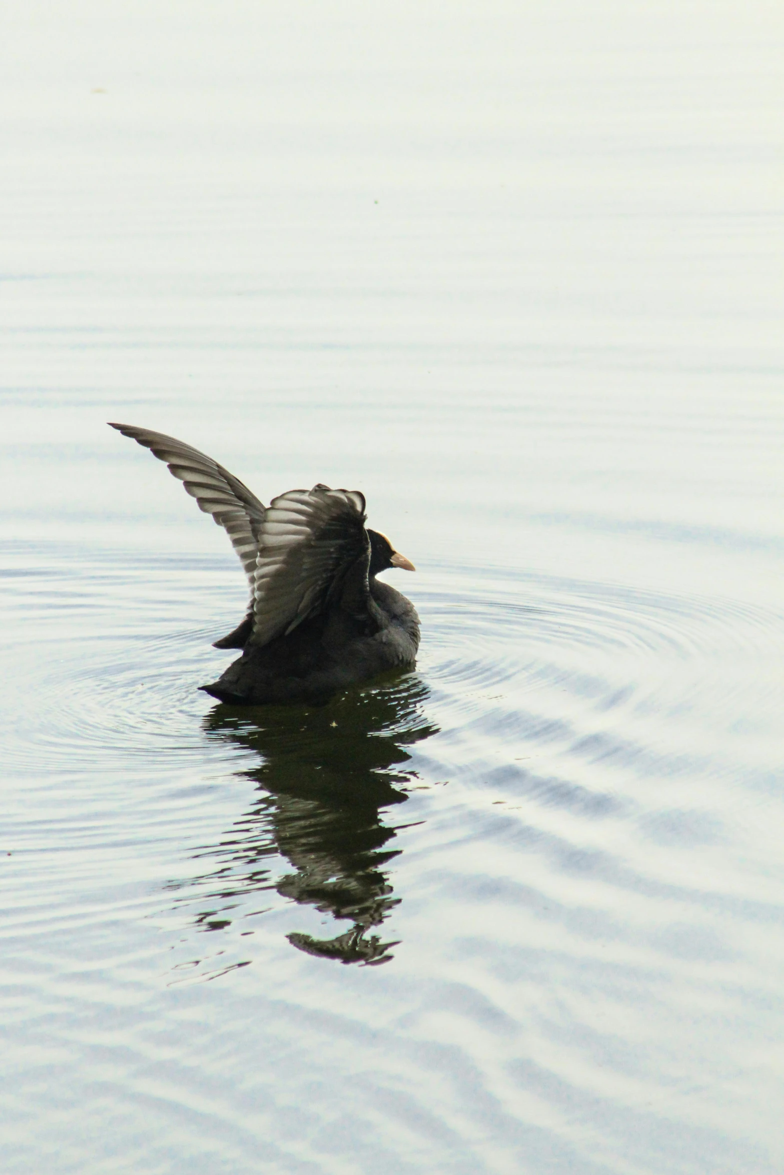 a grey bird floating on water next to its back legs