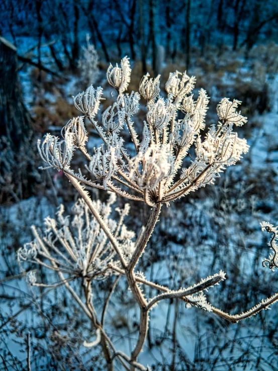 a very pretty looking flower in the middle of the forest