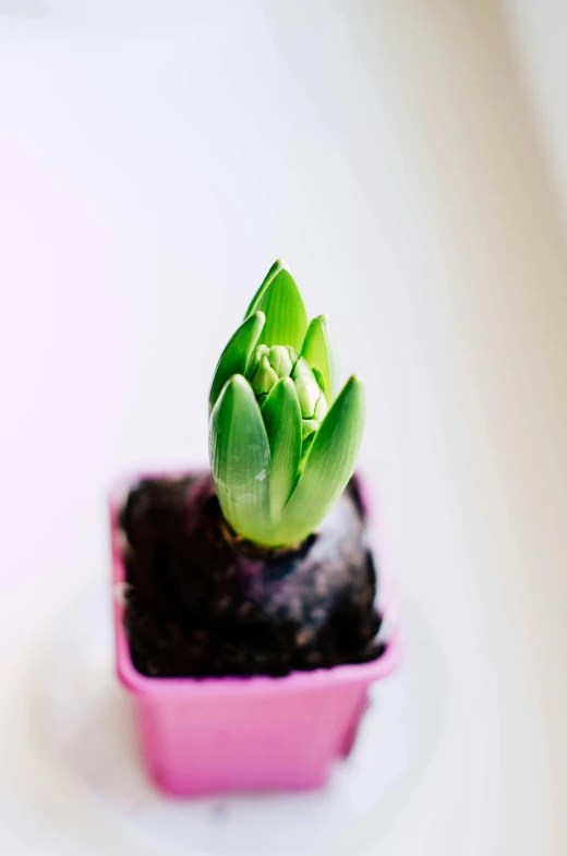 a green plant is in a small pot on top of brown dirt