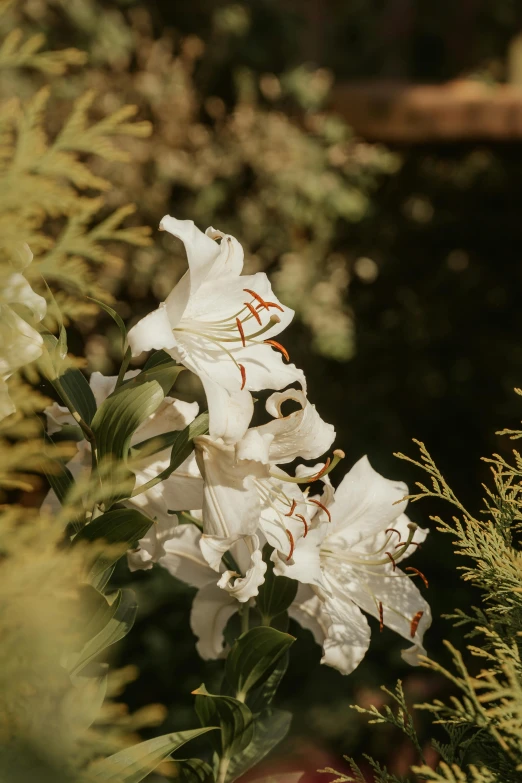 white flowers bloom in a garden near grass