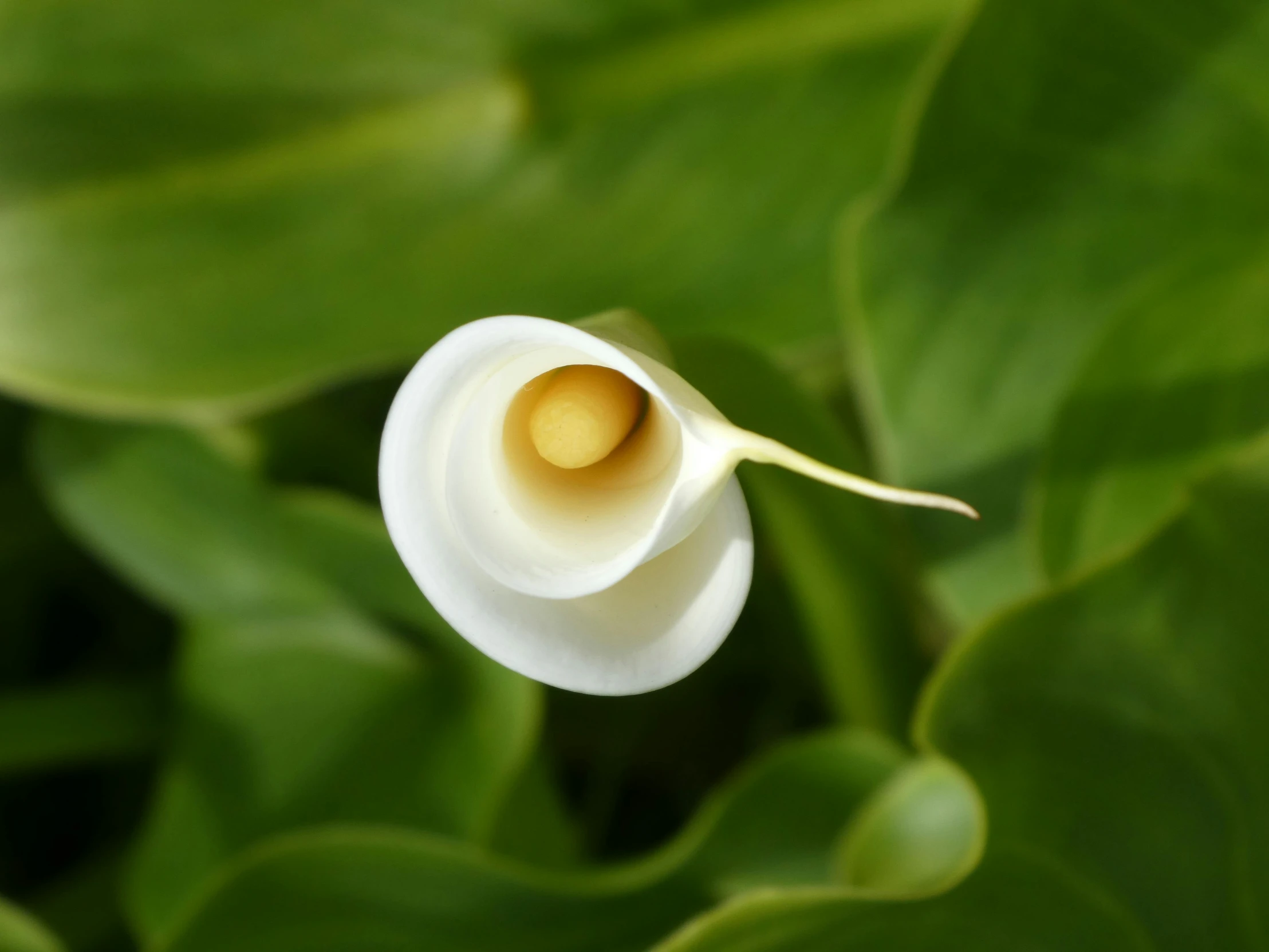 an image of a flower that is growing inside of the plant