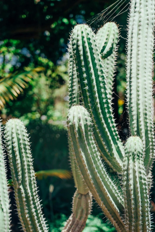 some cactus in some plants in a garden