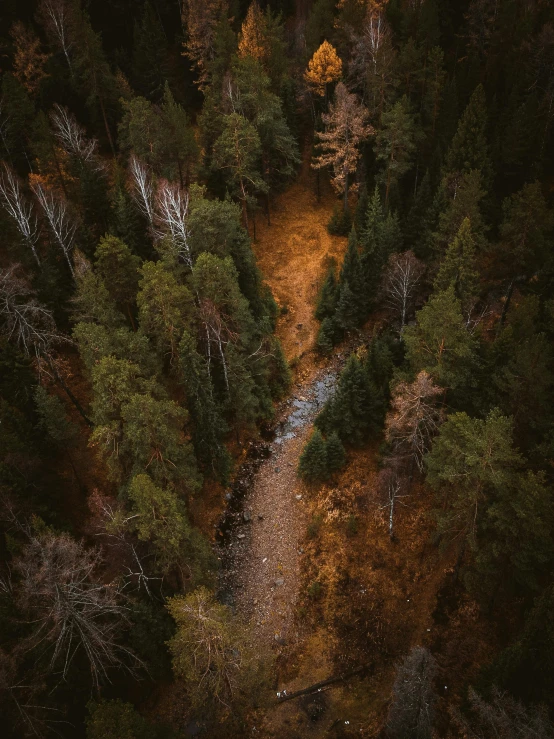 the top of a trail winding through a forest