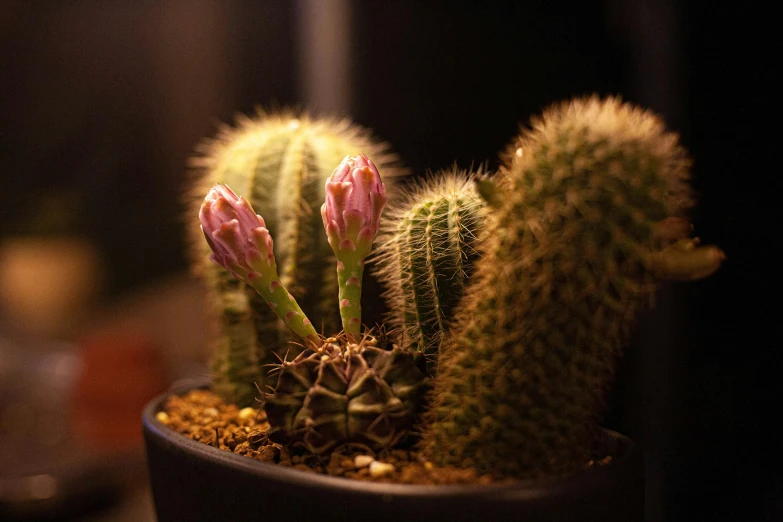 an image of small cactus in the corner