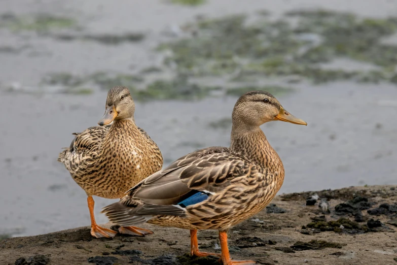 the two ducks are standing near the water