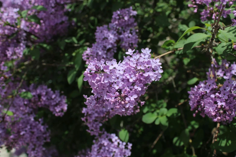 a bunch of purple flowers in a bush outside