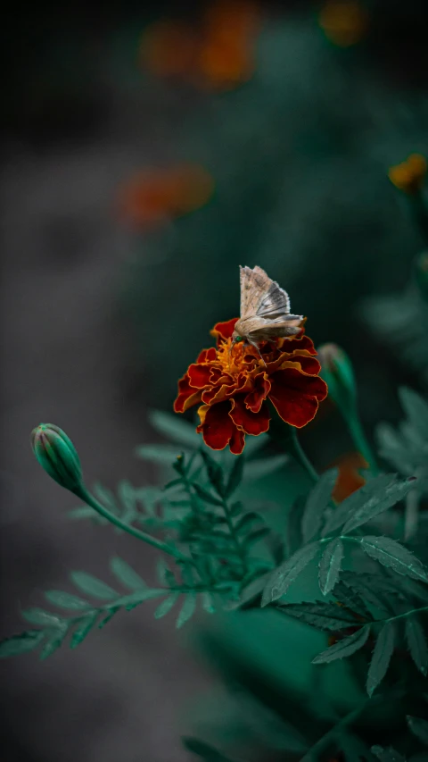 a erfly perched on top of a red flower